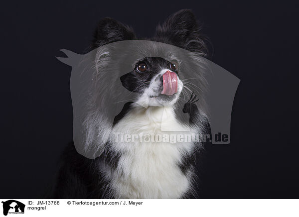 Mischling / mongrel / JM-13768
