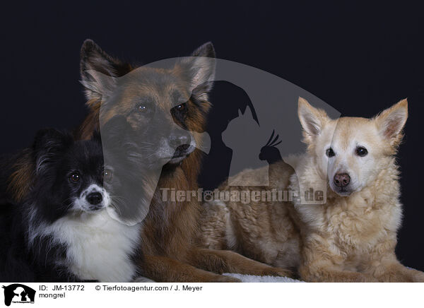 Mischling / mongrel / JM-13772