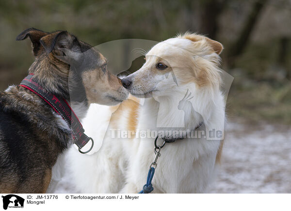 Mongrel / JM-13776