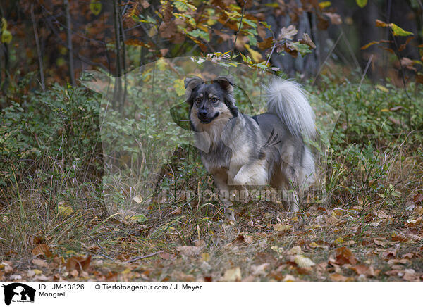 Mongrel / JM-13826