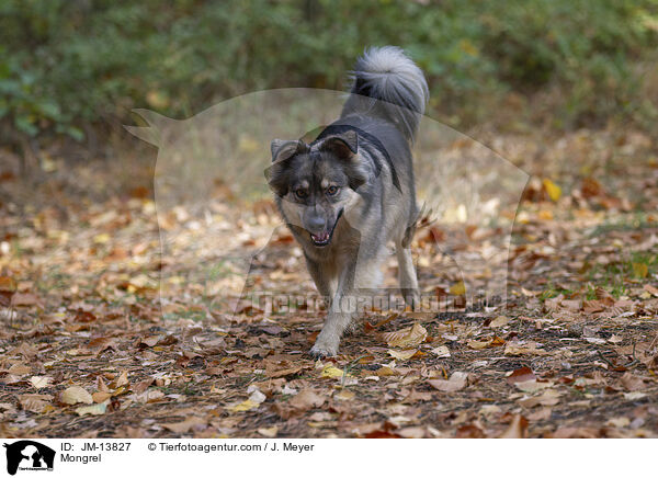 Mongrel / JM-13827