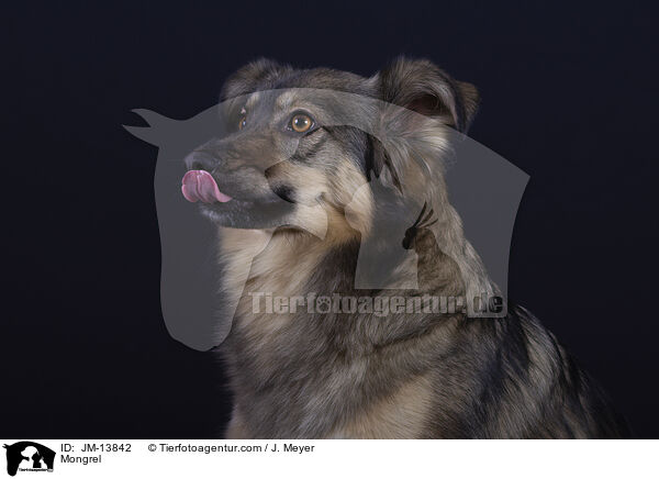 Mongrel / JM-13842