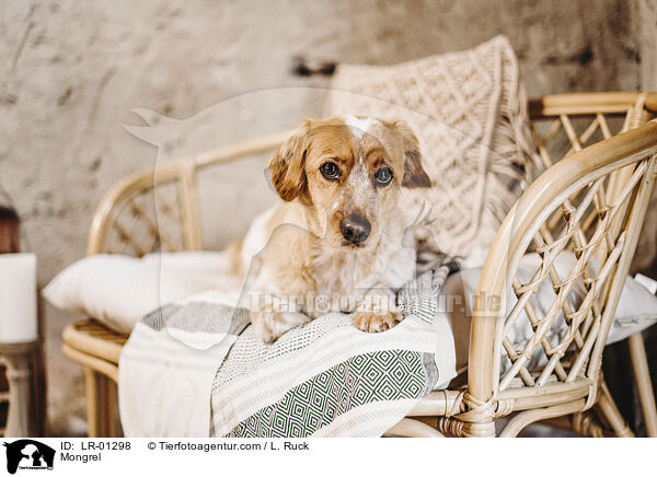 Mischling / Mongrel / LR-01298