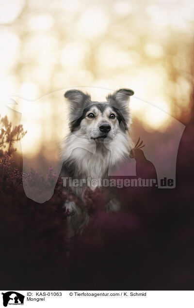 Mischling / Mongrel / KAS-01063