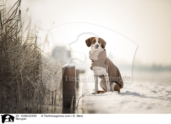Mischling / Mongrel / KAM-02595