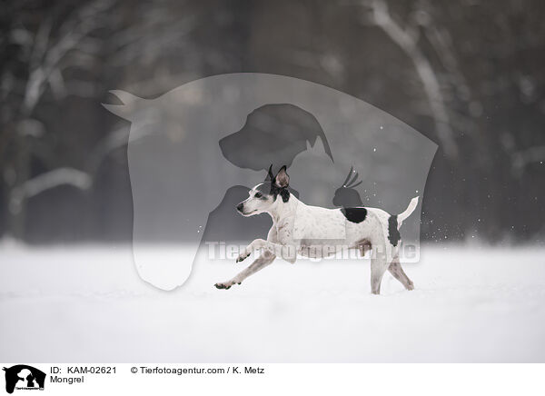 Mischling / Mongrel / KAM-02621