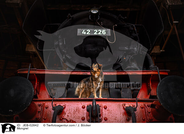 Mischling / Mongrel / JEB-02842