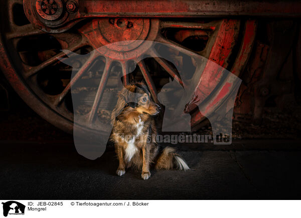 Mischling / Mongrel / JEB-02845