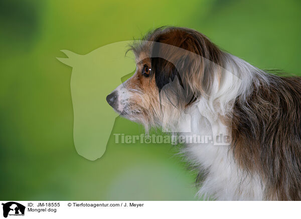 Mischling / Mongrel dog / JM-18555