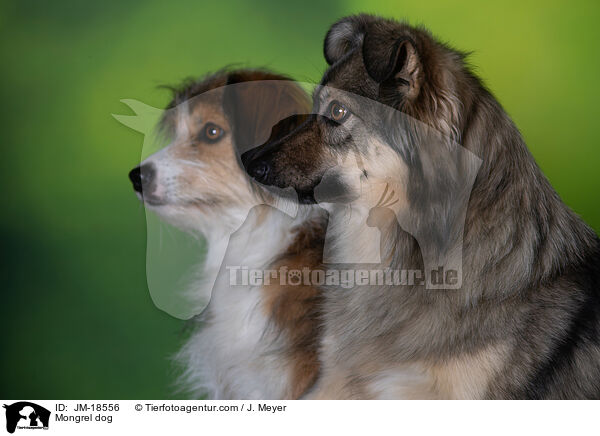 Mischling / Mongrel dog / JM-18556