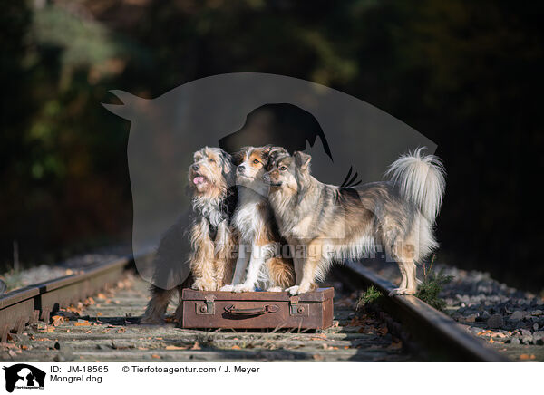 Mischling / Mongrel dog / JM-18565