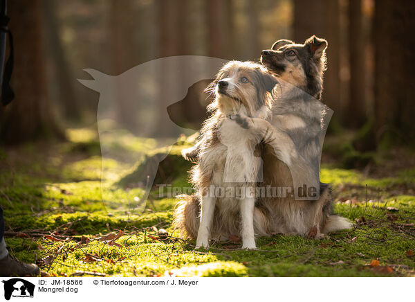 Mischling / Mongrel dog / JM-18566