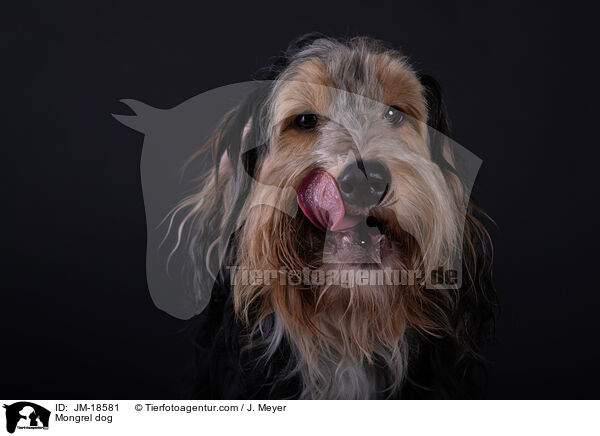 Mischling / Mongrel dog / JM-18581