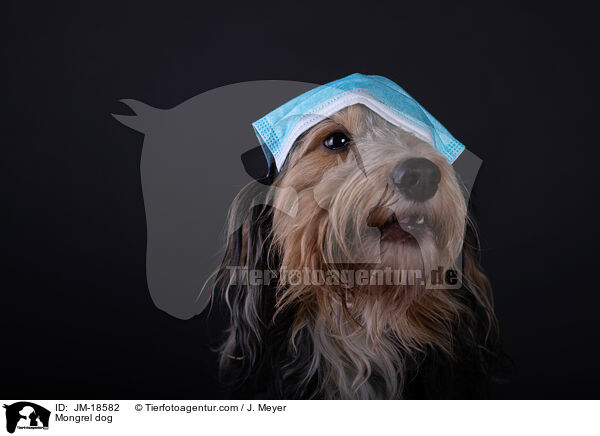 Mischling / Mongrel dog / JM-18582