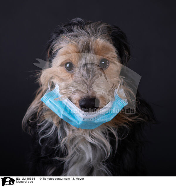 Mischling / Mongrel dog / JM-18584