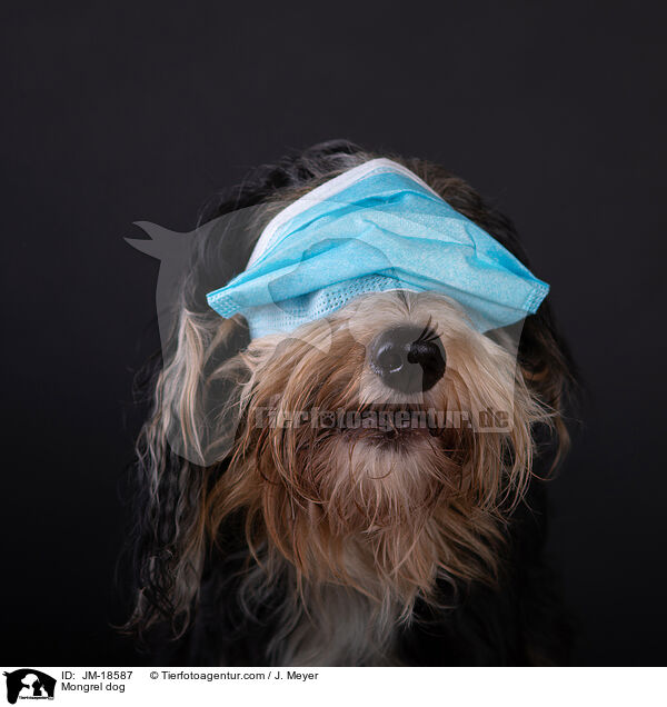 Mischling / Mongrel dog / JM-18587
