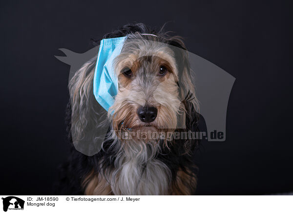 Mischling / Mongrel dog / JM-18590