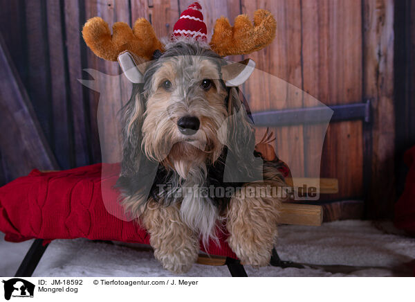 Mischling / Mongrel dog / JM-18592