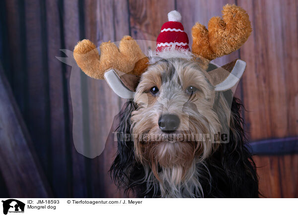 Mischling / Mongrel dog / JM-18593