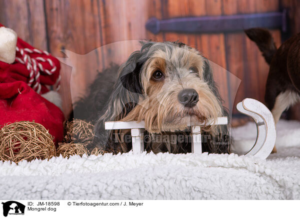 Mischling / Mongrel dog / JM-18598