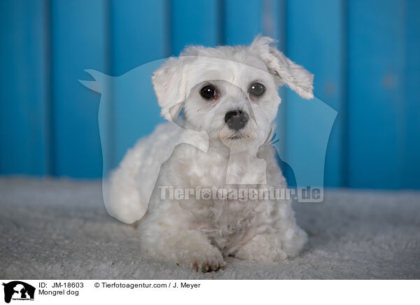 Mischling / Mongrel dog / JM-18603