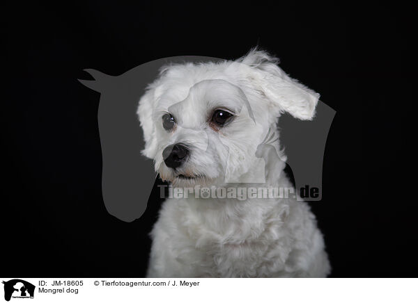 Mischling / Mongrel dog / JM-18605