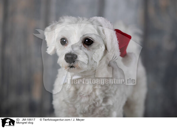 Mischling / Mongrel dog / JM-18617
