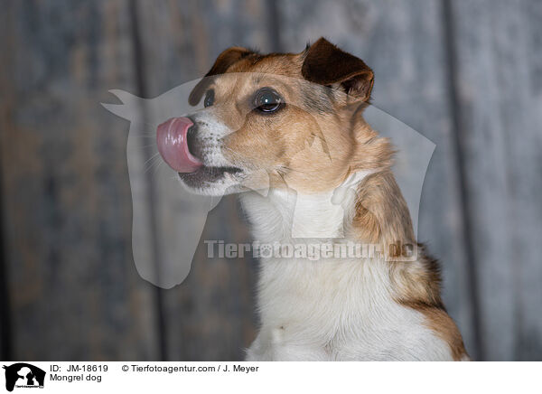 Mischling / Mongrel dog / JM-18619