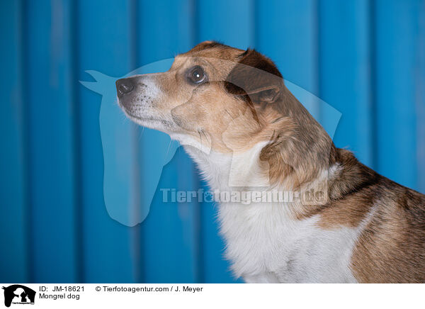 Mischling / Mongrel dog / JM-18621