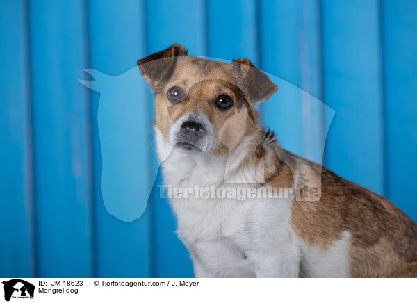 Mischling / Mongrel dog / JM-18623