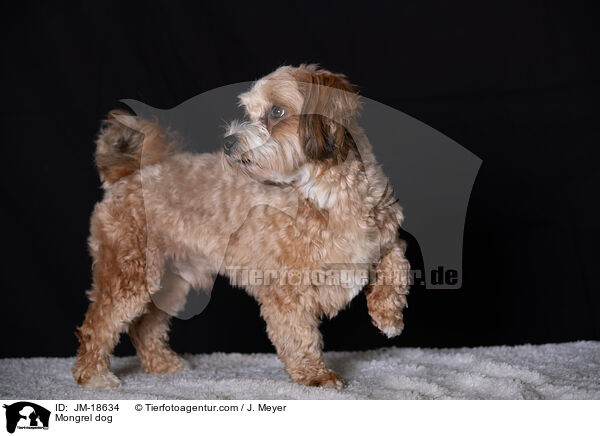 Mischling / Mongrel dog / JM-18634