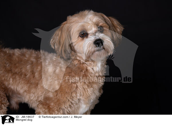Mischling / Mongrel dog / JM-18637