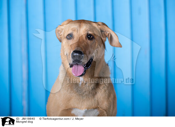 Mischling / Mongrel dog / JM-18640