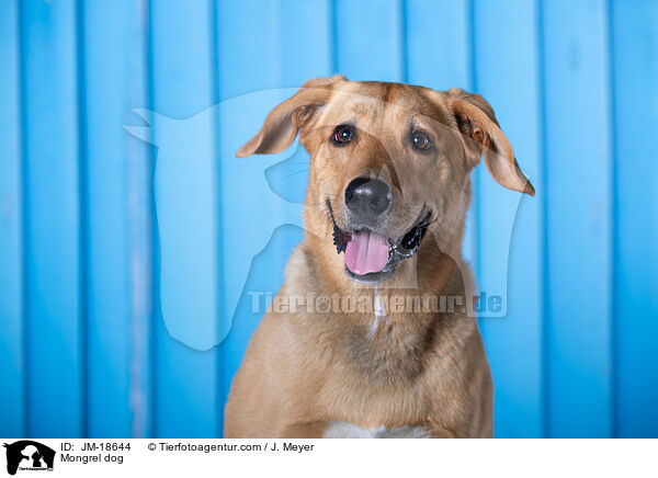 Mischling / Mongrel dog / JM-18644