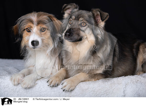 Mischling / Mongrel dog / JM-18661