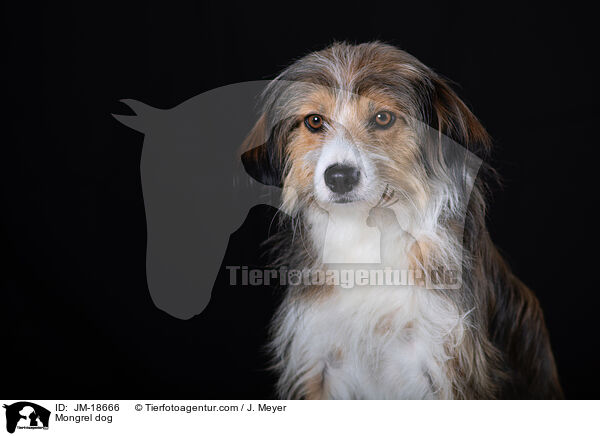 Mischling / Mongrel dog / JM-18666