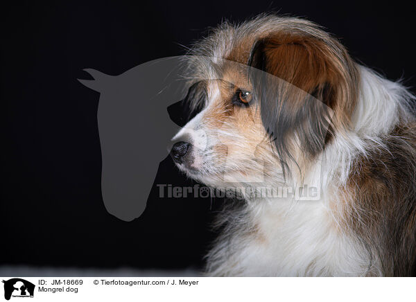 Mischling / Mongrel dog / JM-18669