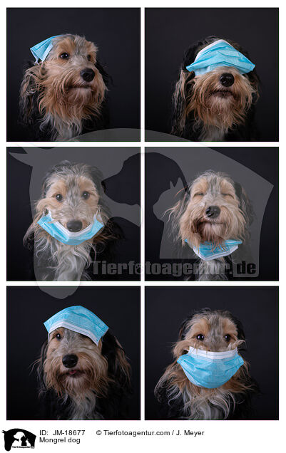 Mischling / Mongrel dog / JM-18677