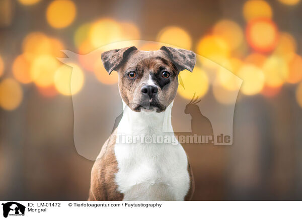Mischling / Mongrel / LM-01472