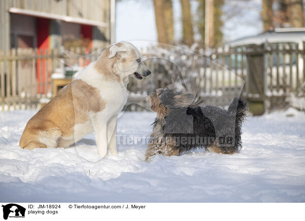 playing dogs / JM-18924