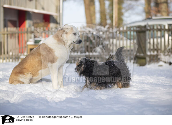 playing dogs / JM-18925