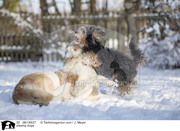 playing dogs / JM-18927