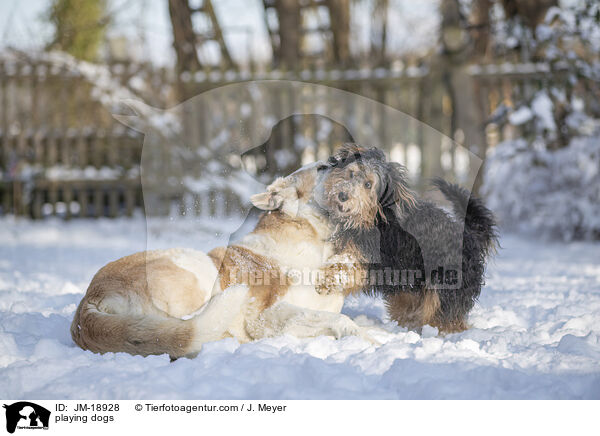 spielende Hunde / playing dogs / JM-18928