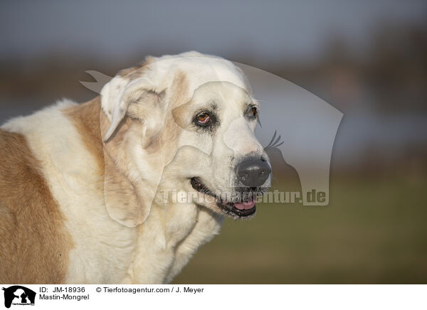 Mastin-Mischling / Mastin-Mongrel / JM-18936