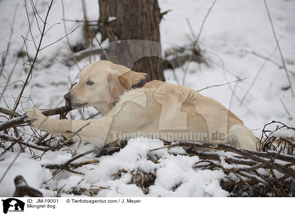 Mischling / Mongrel dog / JM-19001