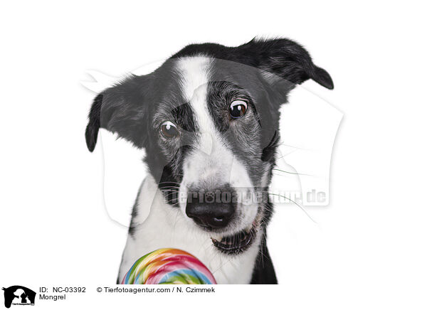 Mischling / Mongrel / NC-03392