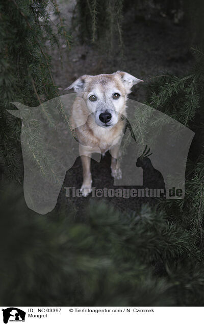 Mischling / Mongrel / NC-03397