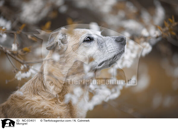 Mischling / Mongrel / NC-03401