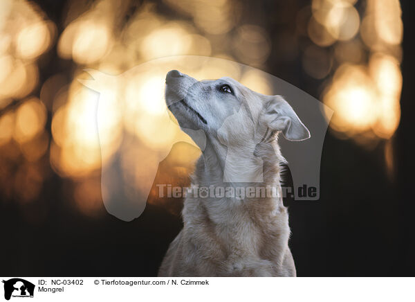 Mischling / Mongrel / NC-03402