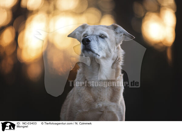 Mischling / Mongrel / NC-03403
